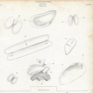 Antique Steel Engraved Print. Conchology Plate V
